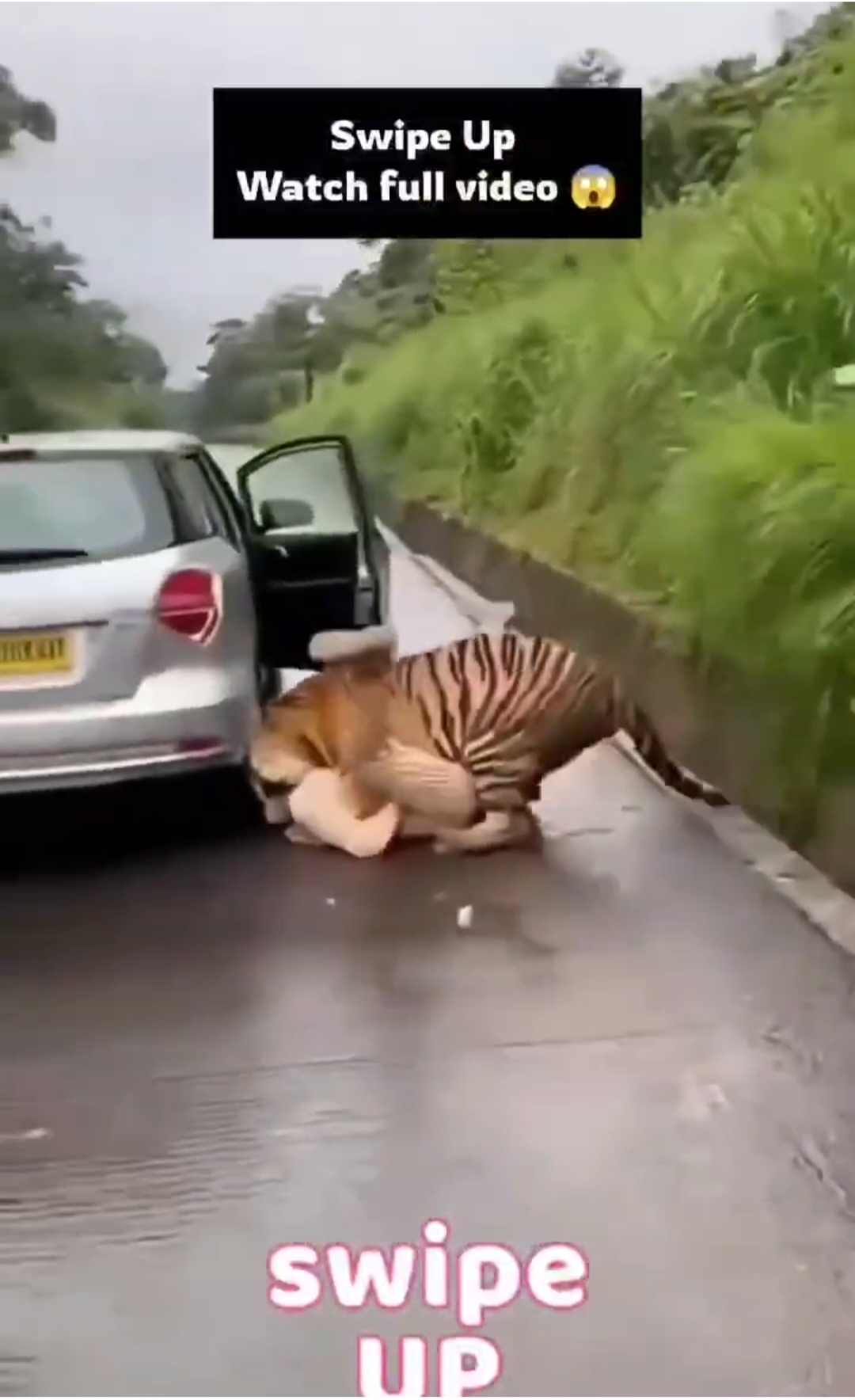 Seconds From Disaster: Tiger Approaches Girl on Forest Road…see more
