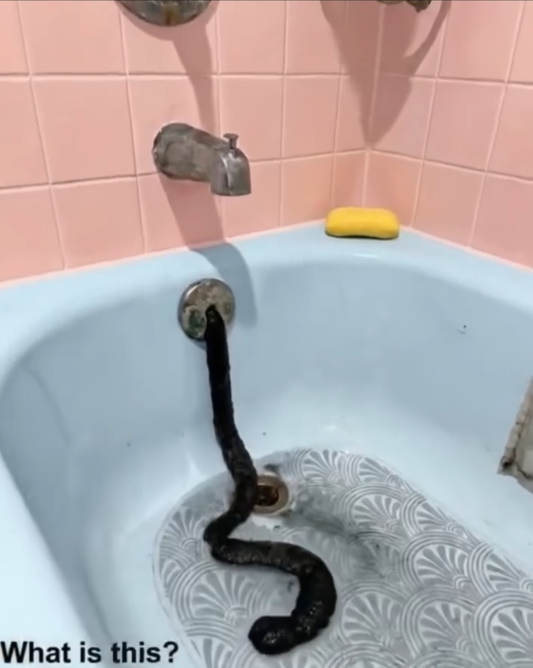 I went away to the seaside for 10 days. When I came home and entered the bathroom, I found this. I was honestly scared at first and had no idea what it was. Does anyone know? Check the first comment for the answer 👇