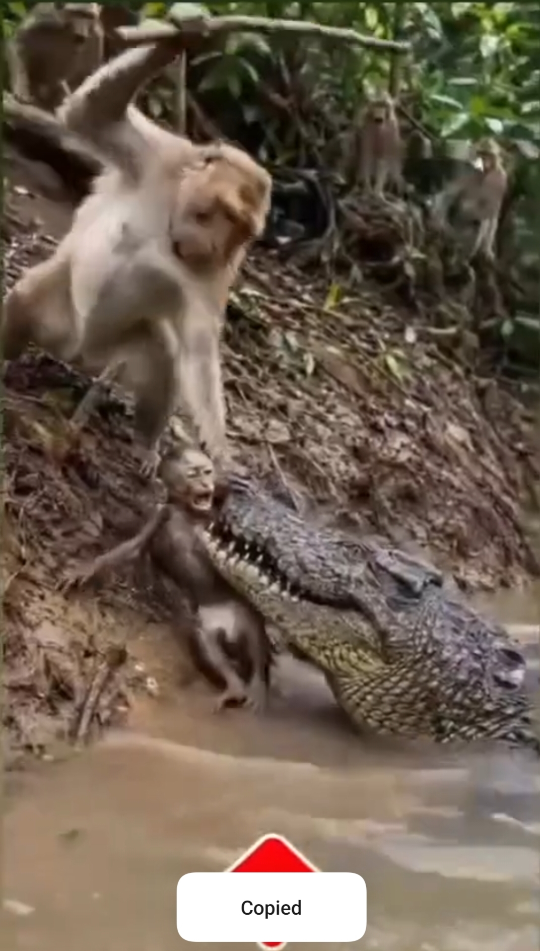 Monkeys Risk Everything to Rescue a Baby from a Crocodile….see more
